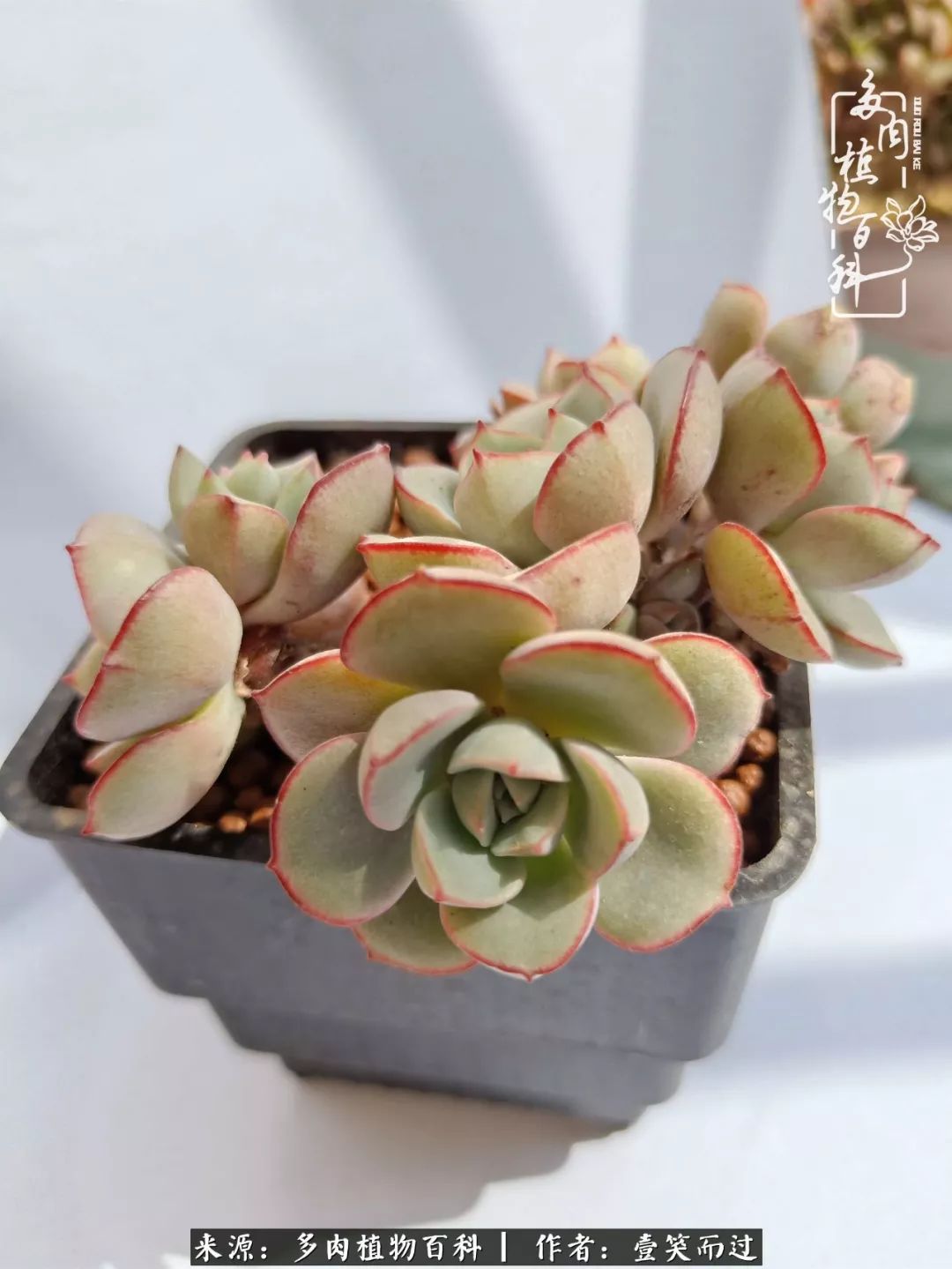 跌入神坛的多肉,跌入凡间的精灵舞蹈完整版