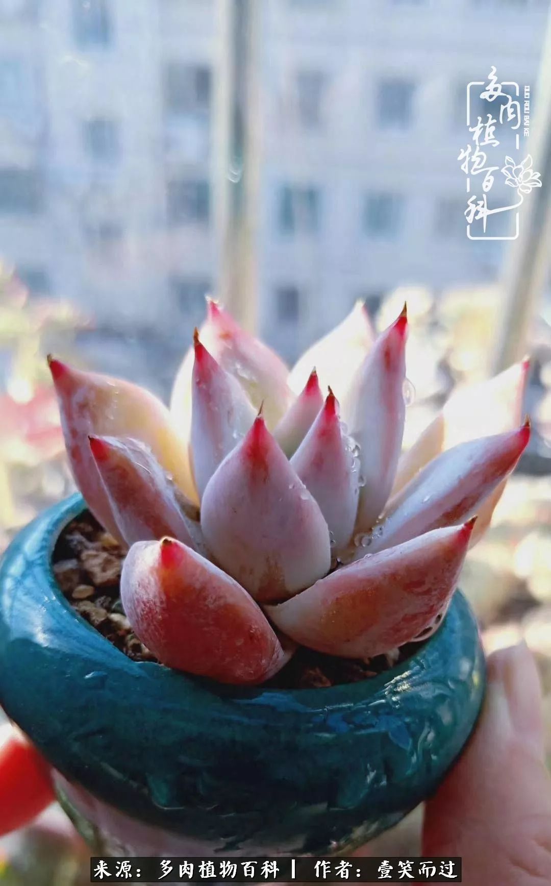 跌入神坛的多肉,跌入凡间的精灵舞蹈完整版