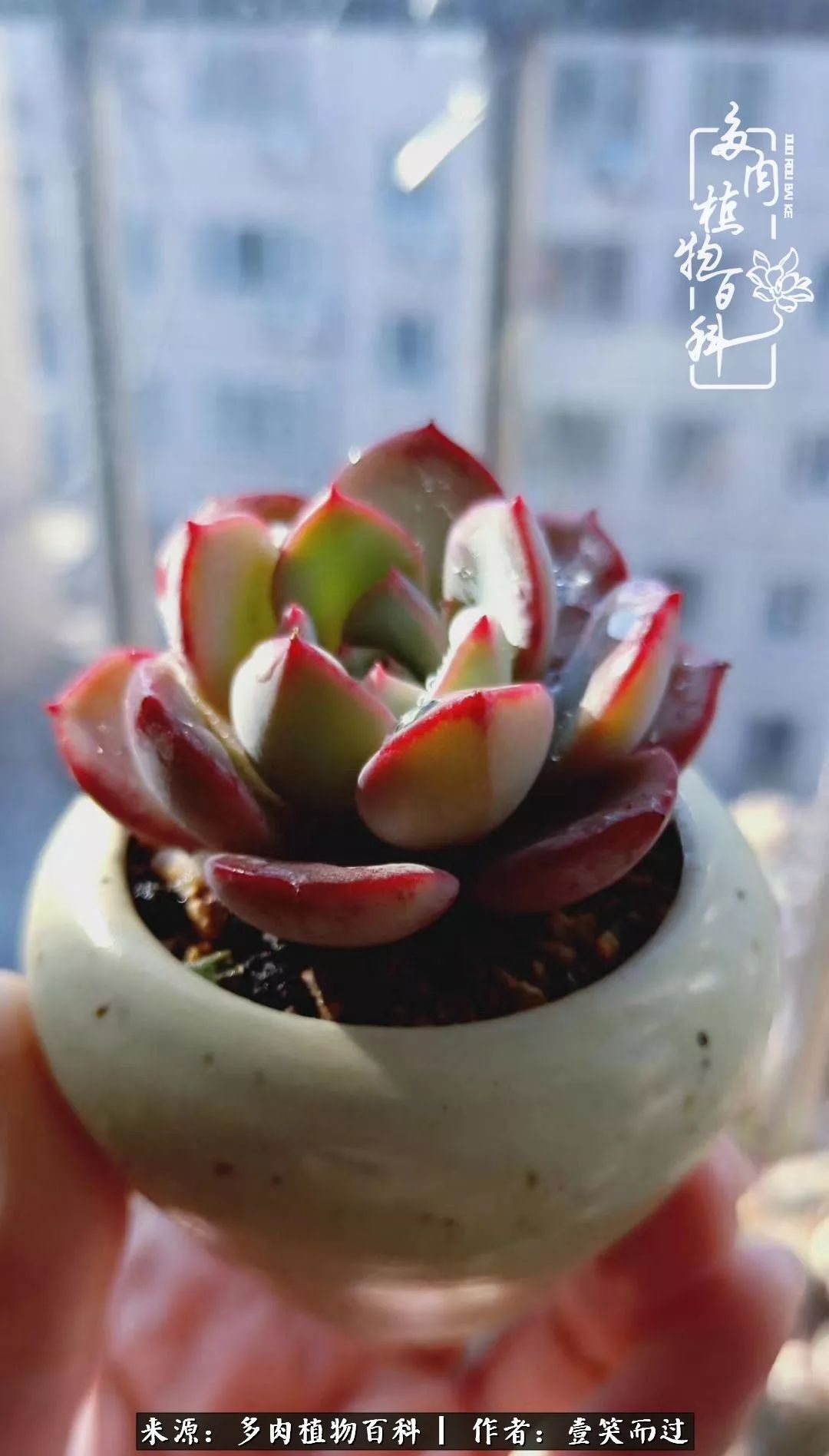 跌入神坛的多肉,跌入凡间的精灵舞蹈完整版