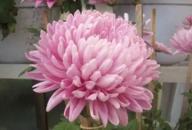 80种最美菊花高清图片,最具欣赏价值的菊花