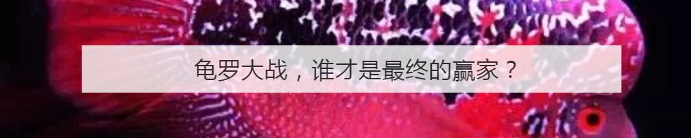 罗汉鱼不起头后期补救方法,18罗汉如何快速起头