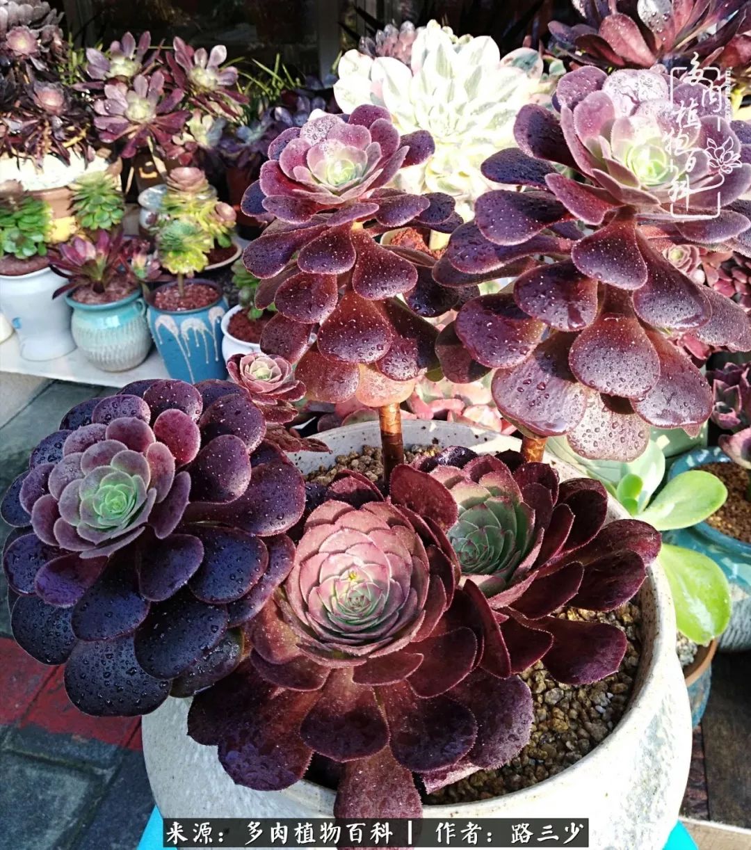 最美法师有哪些,最美法师甄姬