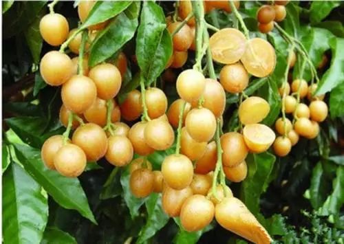 防中暑的水果,防中暑的水果有哪些