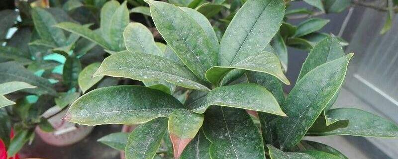 桂花叶子干枯怎么办呢,新栽桂花树苗叶子干枯