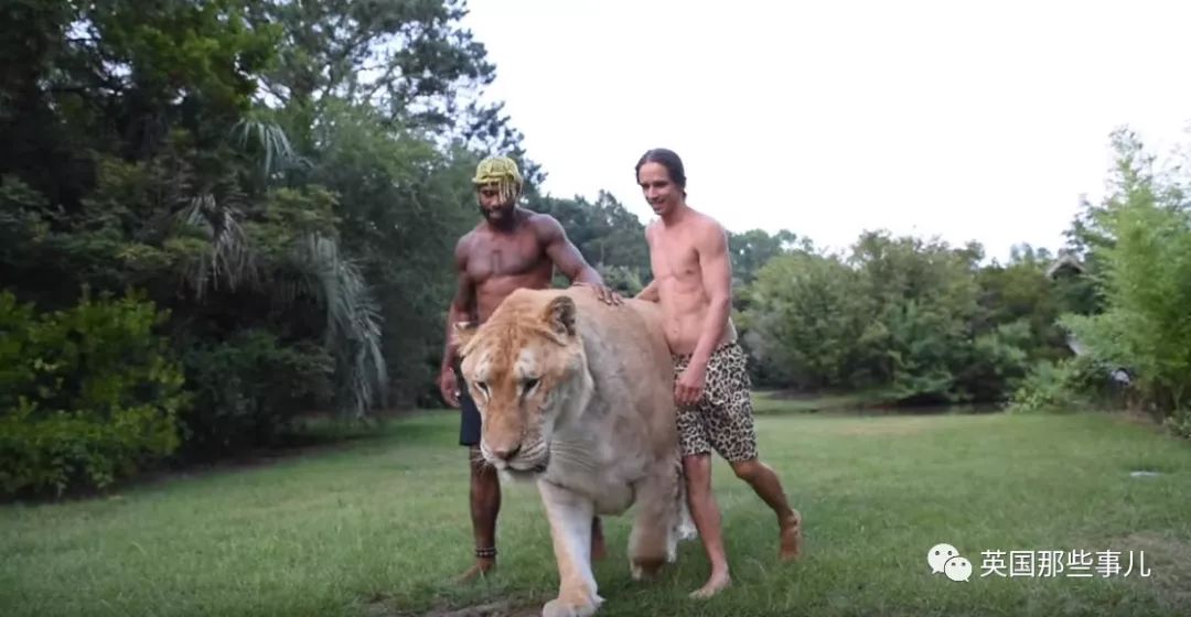 体重319公斤温柔巨兽 (319公斤的温柔巨兽)