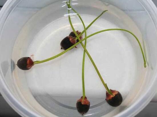 碗莲苗怎么入土,碗莲入土后怎么养