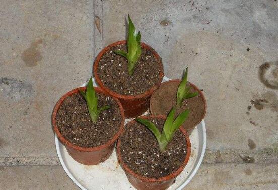 鸿运当头侧芽怎么才能开花,鸿运当头侧芽怎么栽培