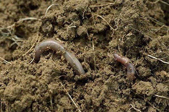 你还知道益虫有哪些,各种益虫有哪些