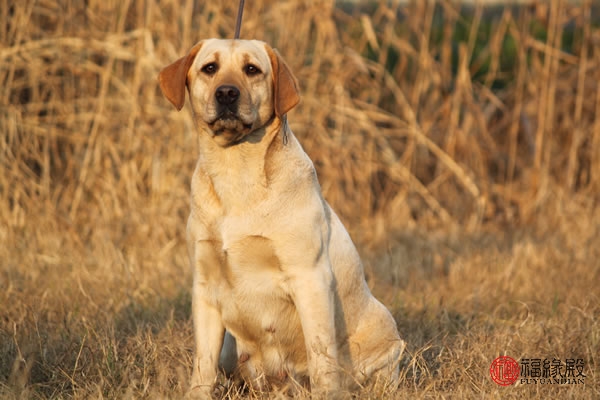 79年属羊和82属狗的婚姻,82属狗一生有几次婚姻状况