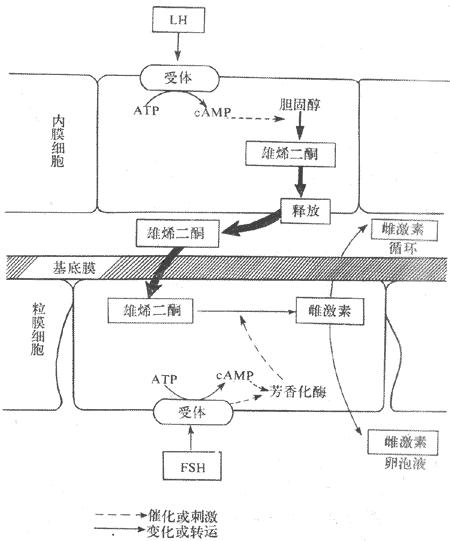 第二节人的生殖知识点,七下生物第二节人的生殖重点