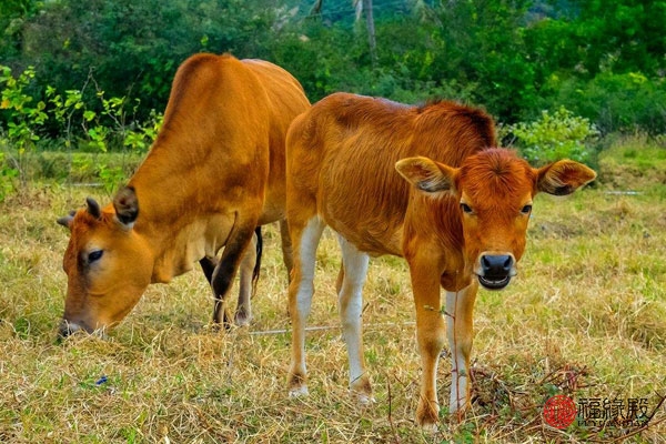 87年属兔男和85年属牛女婚姻如何,85年属牛男与92年属猴女婚姻怎样