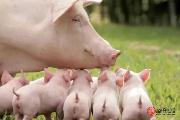 1995年出生的属猪人男婚姻运势,1995年属猪女2024运势婚姻