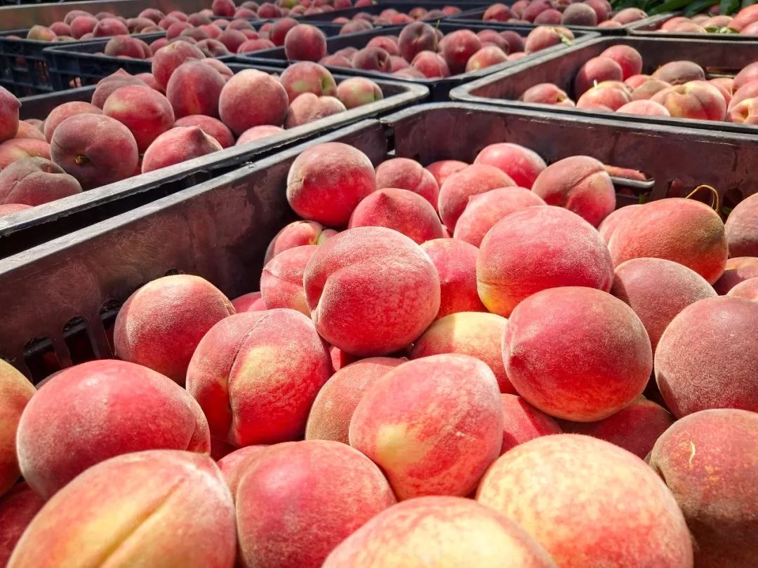 泌阳老品种桃子成熟了,息烽哪些地方桃子成熟了