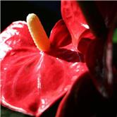 骆驼股份股吧行情走势图,骆驼股份股票