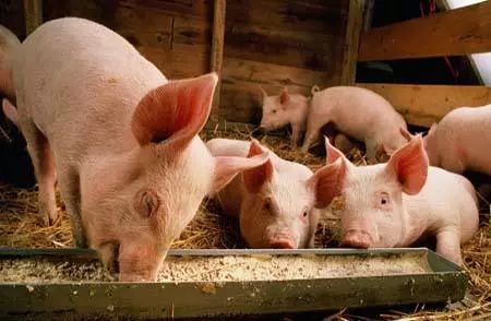 伪狂犬病的养猪方法,养猪技术伪狂犬病