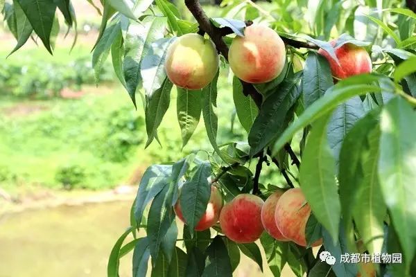 红桃子,红桃子成熟季节