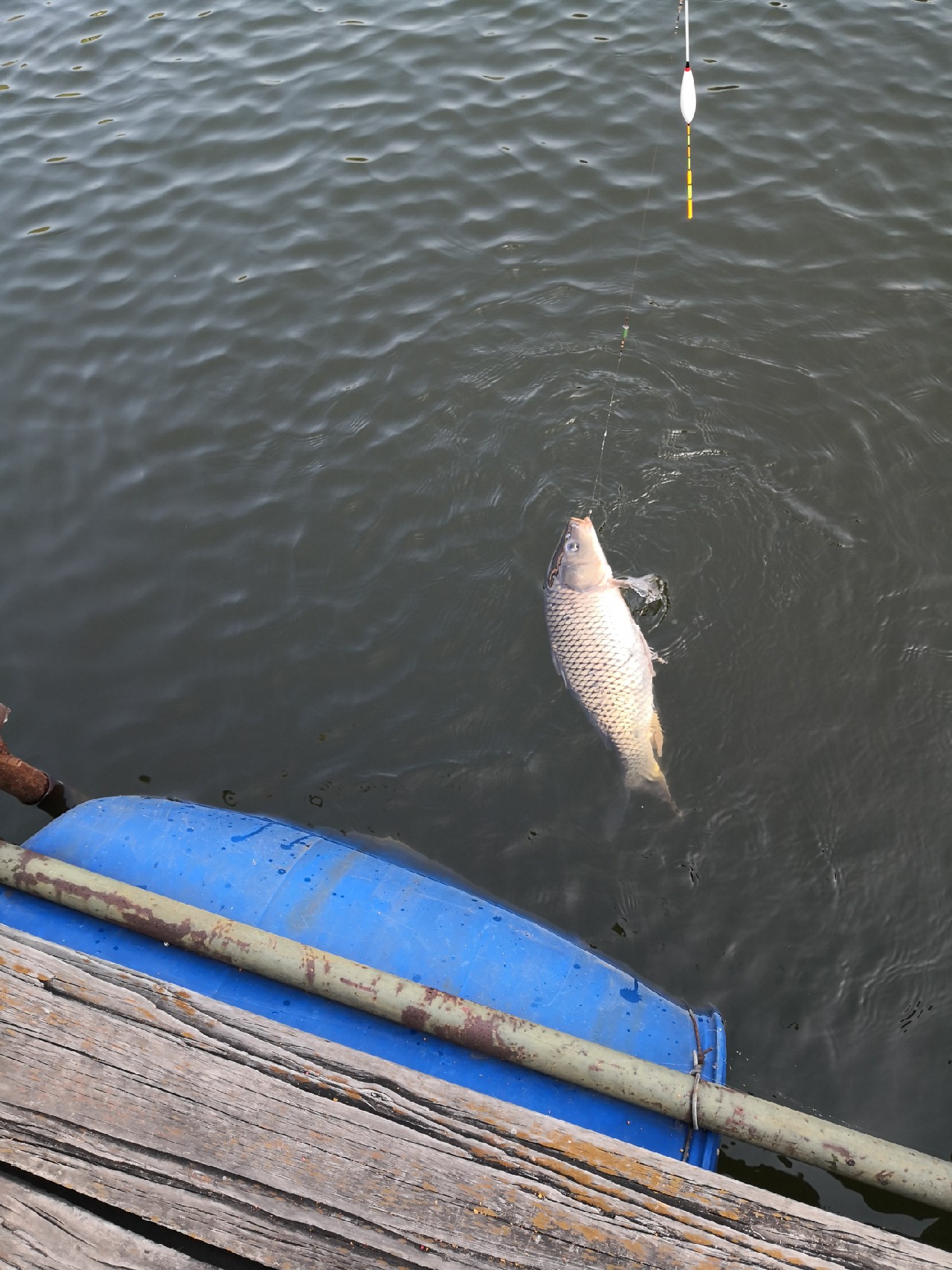 天盛湖垂钓鲢鳙,天盛垂钓园钓鱼
