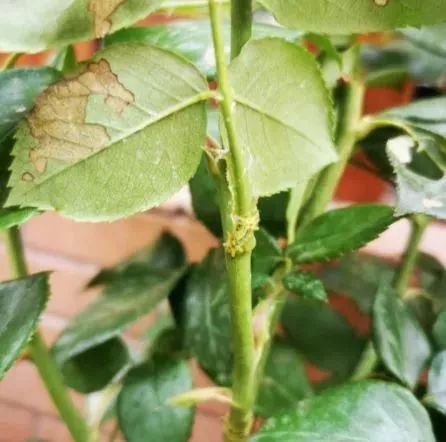 灭它！啃食叶片，蜇人还巨疼~