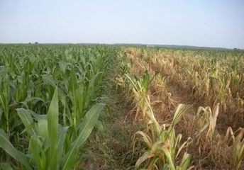 玉米最近发生的大事,玉米出事了怎么回事