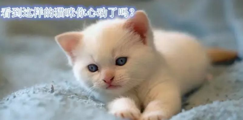 “免费认领宠物”加微信？宠物没到手，钱没了……