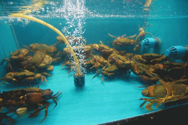 迷踪蟹团购平湖,平湖迷踪蟹优惠团购