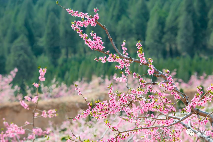 桃子煮米饭，你猜是不是黑暗料理？