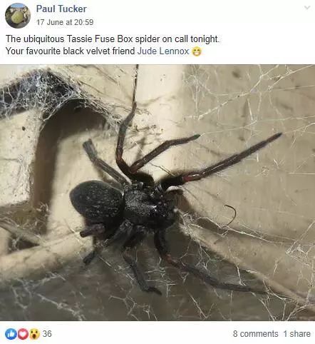 澳大利亚现巨型蜘蛛,澳大利亚巨型蜘蛛在哪出现