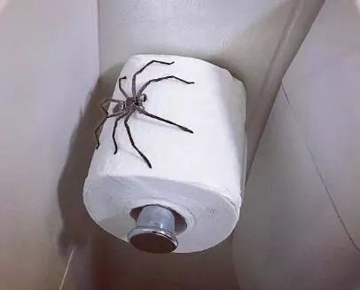 澳大利亚现巨型蜘蛛,澳大利亚巨型蜘蛛在哪出现