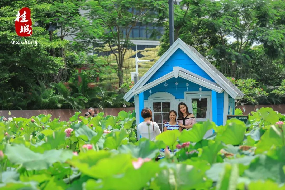 夏至到来大明湖荷花,夏至来了荷花又开放啦