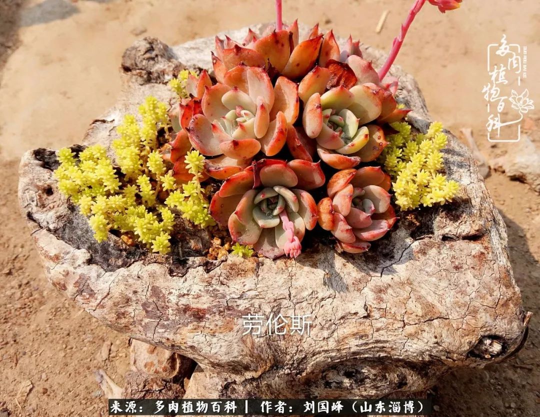 高温天气怎么养护多肉花,新手夏天养多肉5个保命秘籍