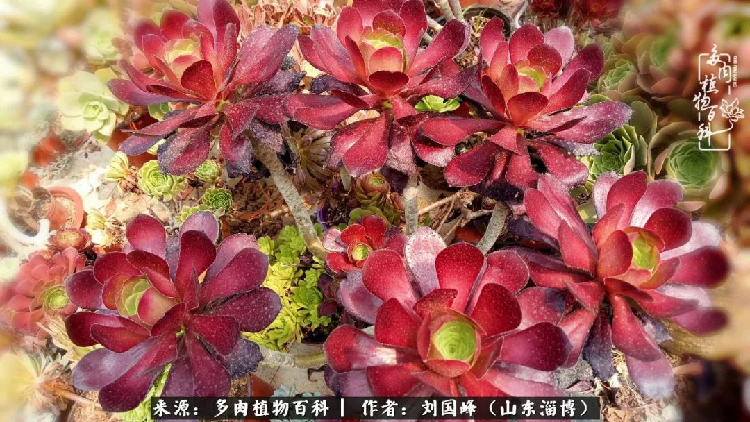 高温天气怎么养护多肉花,新手夏天养多肉5个保命秘籍