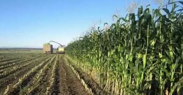 未来5年畜牧养殖业的10大商机！抓住机会你就是赢家