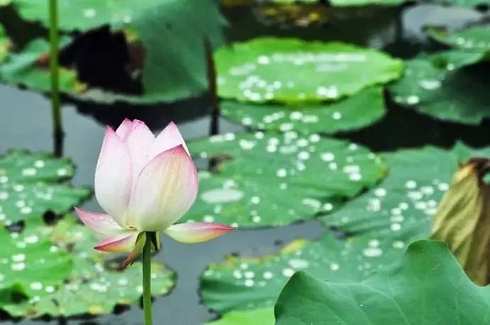 小荷已露尖尖角！陕西这5个清新荷塘雨中沁香，朦胧又诗意~