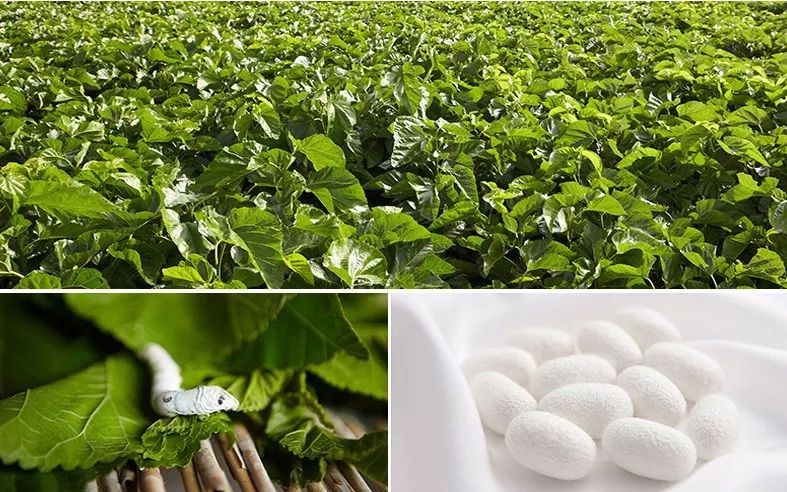 央视曝光蚕丝被长期盖,长期盖蚕丝被的危害图片