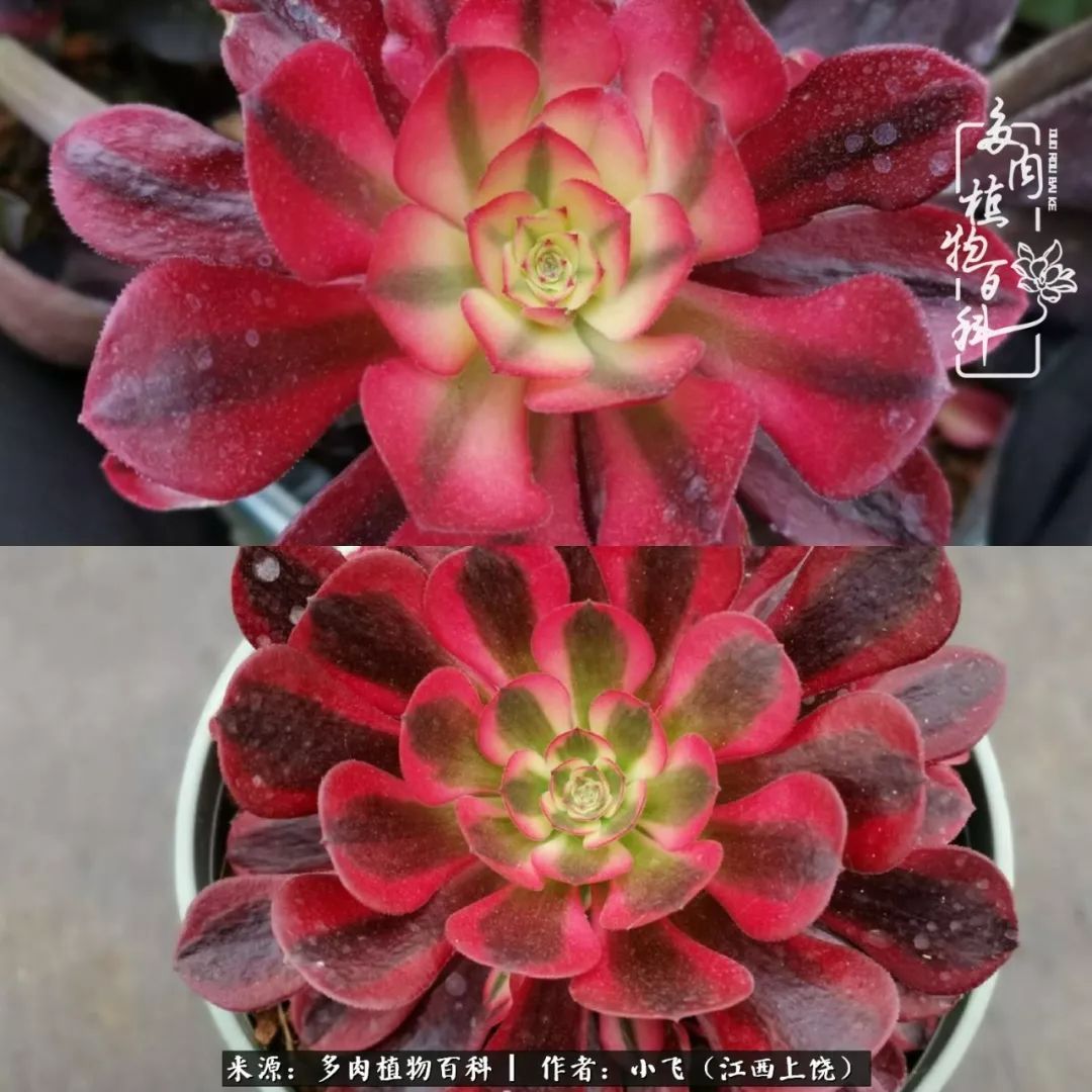 购买美杜莎衣服,法师锦和红覆轮锦一样吗