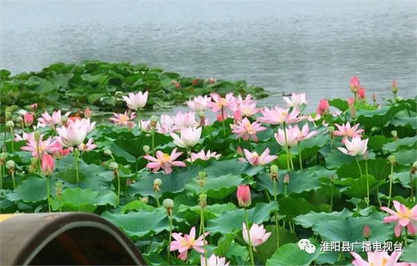 澶х編娣槼娆㈣繋鍓嶆潵瑙傝祻,澶х編娣槼鑽疯姳鑺傛杩庢偍