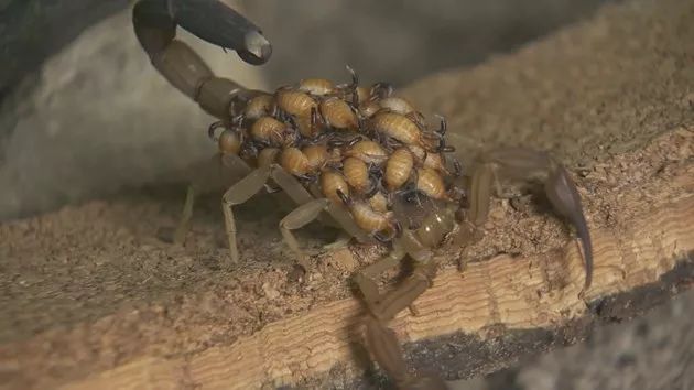 加拿大女孩来中国后惊叹,女子入境发现奇怪物品