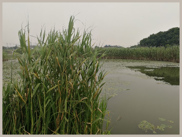 狂拉餐条,狂拉餐条鱼视频