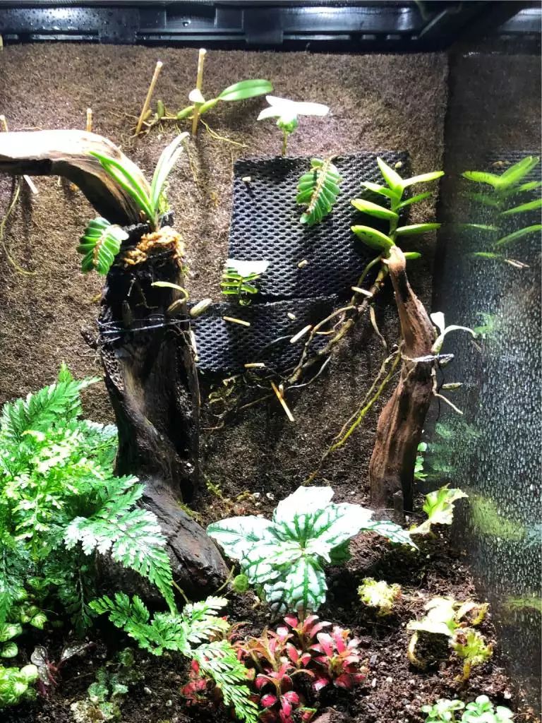 雨林缸小朋友,在家造了个雨林