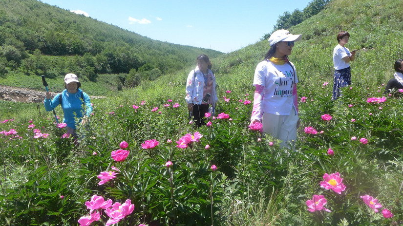 美丽芍药谷,云雾缭绕人间仙境芍药谷