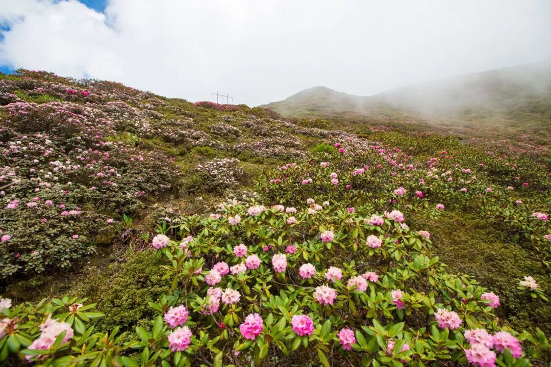 山南在哪里买手机,山南在哪里卖黄金
