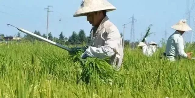 草甘膦打不死草怎么办,草甘膦打不死的草要用什么药
