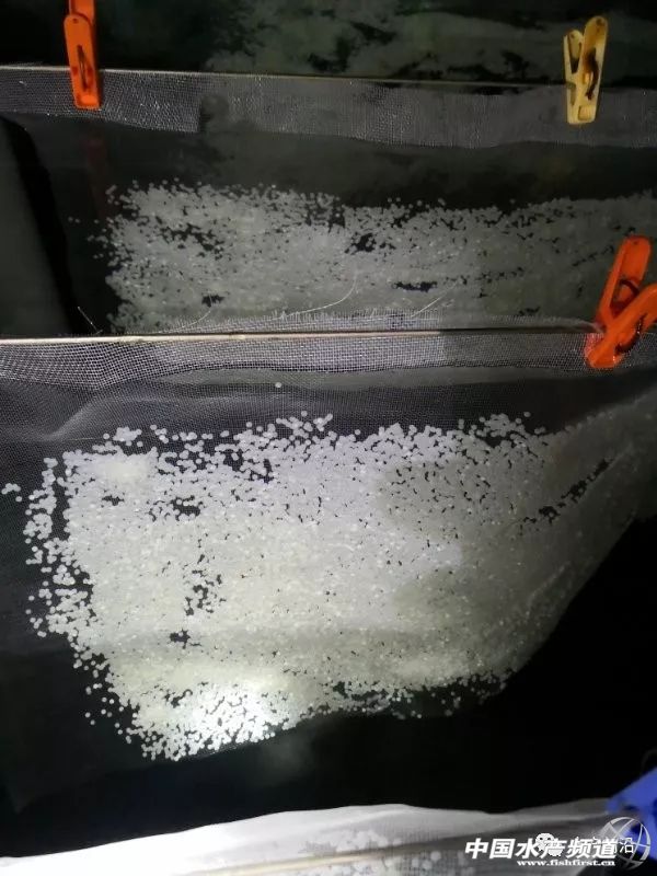 墨瑞鳕养殖成本,墨瑞鳕工厂化循环水养殖