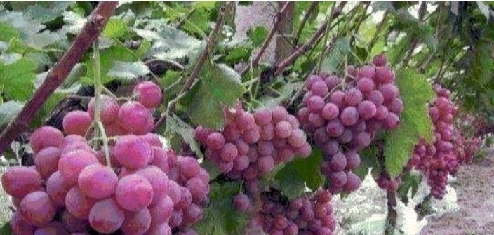 到日本才知道的事情,到日本才知道的事