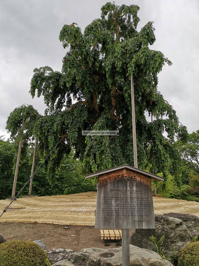 游走世俗与佛境之间，探寻唐风遗留的痕迹——JD的日本关西游记