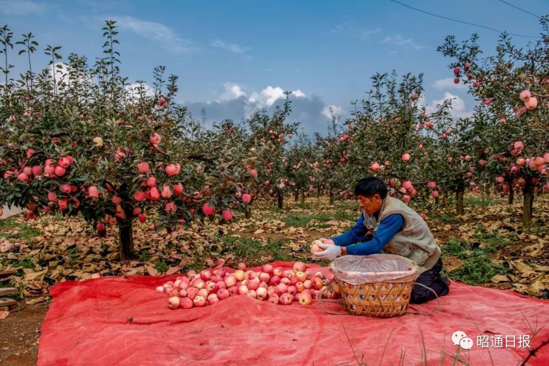 苹果之城是指哪个城市,苹果之城是哪里