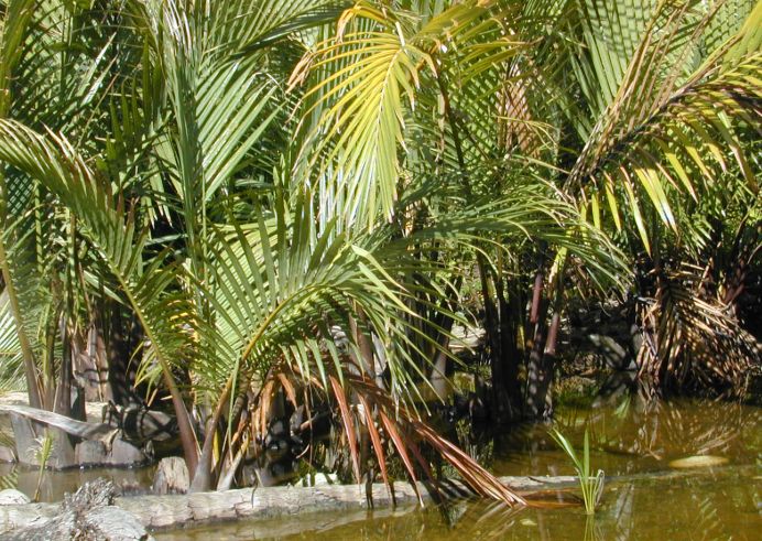 omg美食一览表,omg甜品吃法大全