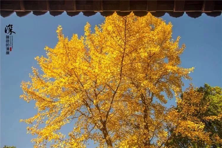 天下第一山泰山视频,天下第一山天子山