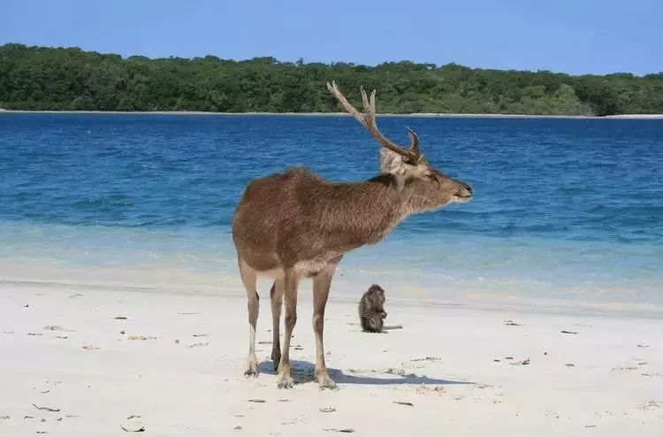 挖到一座免签直飞的超冷门海岛！火山浮潜摸小鹿，好玩秒杀巴厘岛
