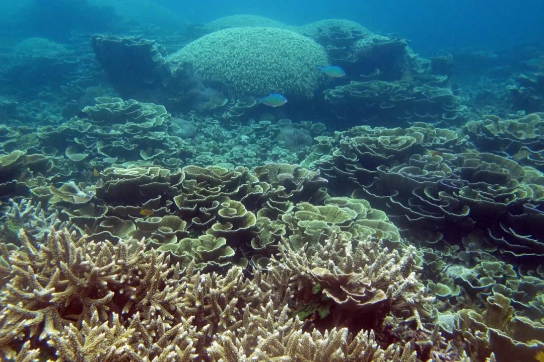 挖到一座免签直飞的超冷门海岛！火山浮潜摸小鹿，好玩秒杀巴厘岛